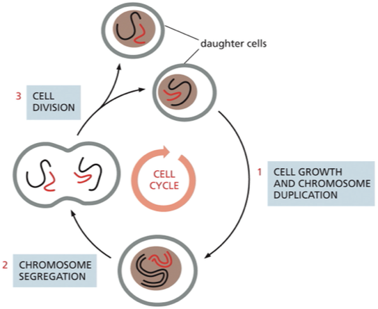 <p>they duplicate their contents and then divide in two→ process called the cell cycle&nbsp;</p>