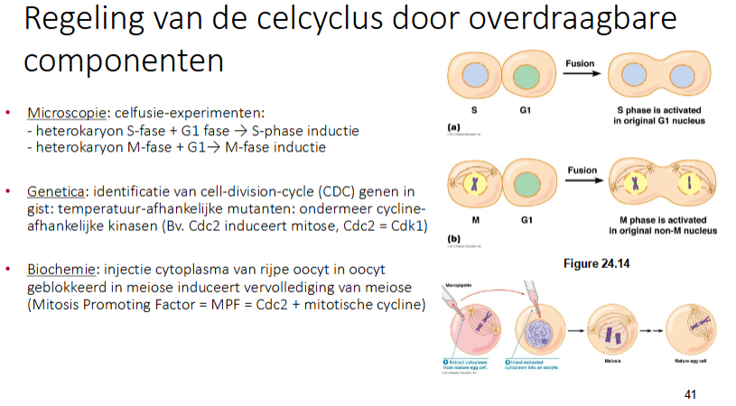 <ul><li><p>Microscopie: celfusie-experimenten → we kunnen van 2 cellen één cel maken door een bepaalde chemische component toe te voegen. Dit is een ARTIFICIEEL experiment.</p><ul><li><p>Heterokaryon S-fase + G1 fase → S-fase inductie</p></li><li><p>Heterokaryon M-fase + G1 fase → M-fase inductie</p></li></ul></li></ul><p>→ Er moet iets overgedragen worden van de ene naar de andere cel waardoor dit gebeurt. Er moet een overdraagbare component zijn.</p><p></p><ul><li><p>Genetica: identificatie van cell-division-cycle (CDC) genen in gist</p><ul><li><p>Temperatuur afhankelijke mutanten, ondermeer cycline afhankelijke kinase (vc Cdc2 induceert mitose, Cdc2 = Cdk1)</p><ul><li><p>als de gist op een normale temperatuur groeit → geen fenotype, het eiwit is niet functioneel, zelfs met de mutatie</p></li><li><p>Temperatuur verhogen → eiwit is niet functioneel, fenotype is blokkage celcyclus en gisten zullen niet meer delen</p></li></ul></li></ul></li></ul><p></p><ul><li><p>Biochemie: injectie cytoplasma van een rijpe oöcyt in oöcyt geblokkeerd in meiose induceert vervollediging van meiose (Mitosis promoting factor = MPF = Cdc2 + mitotisch cycline)</p></li></ul><p></p>