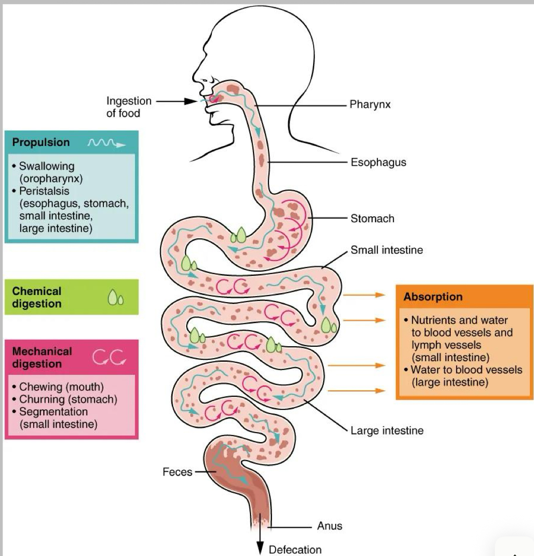 <p>What is mechanical digestion?</p>