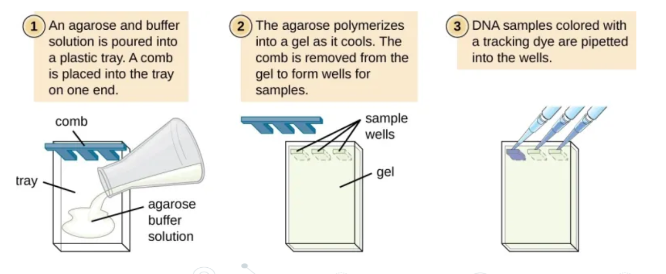 <p>process of gel electrophoresis</p>