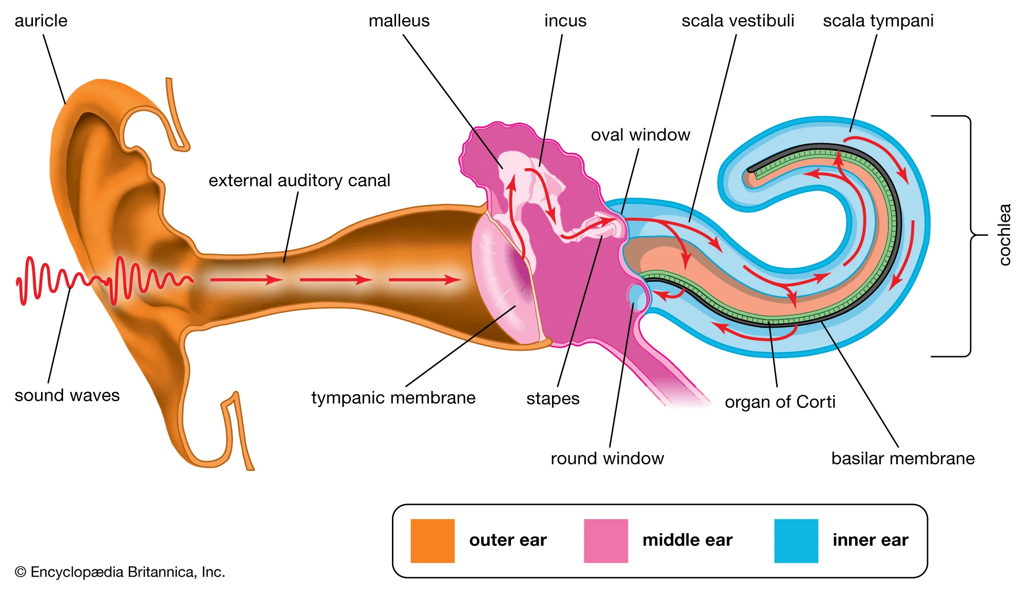 <p><span style="color: rgb(43, 49, 80)">Which of the following sequences correctly describes the passage of sound waves?</span></p>