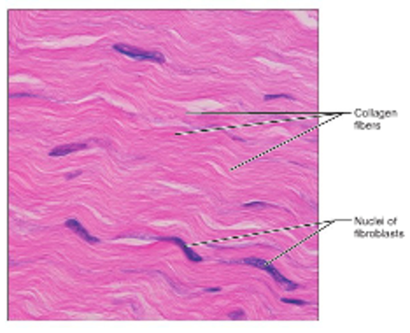 <p>Parallel collagen fibers; few elastic fibers; Cells: Fibroblasts; Function: Strong attachment (tensile strength one direction); Location: Tendons, ligaments.</p>