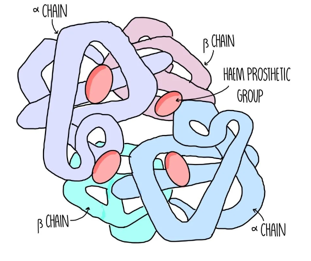 <p>globular protein with 4 polypeptide chains, 2alpha globin and 2 beta globin…each chain consists of a haem group with Fe2+ that binds to oxygen reversibly </p>
