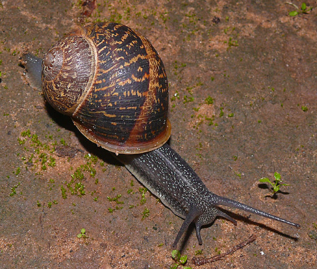 <p>This is a mollusk. T or F</p>