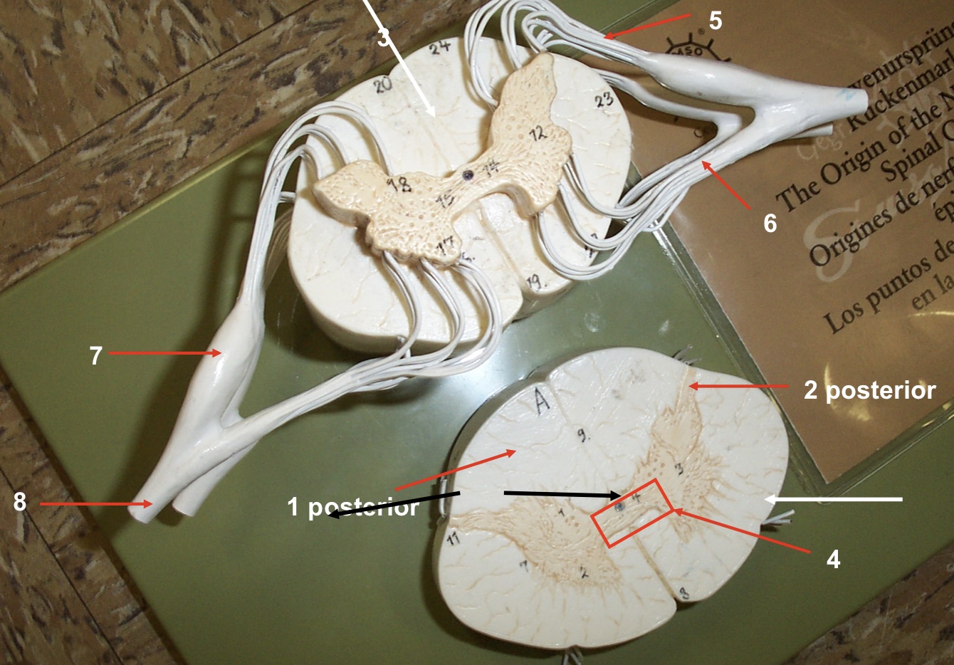 <p>8</p>