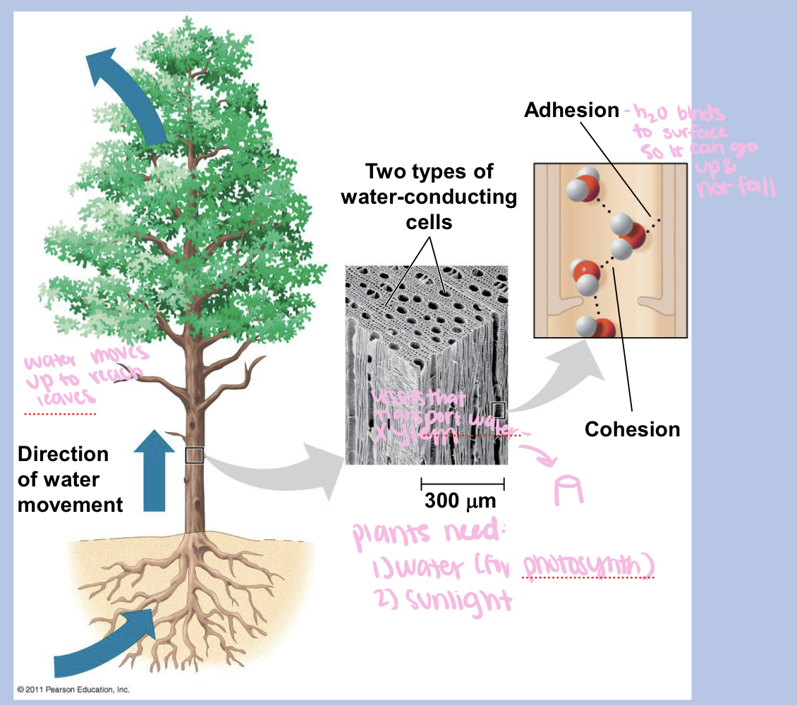<p>cohesion and adhesion</p>