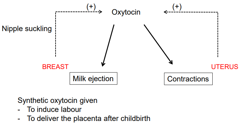 <p class=""></p><ul><li><p class="">Nipple suckling and uterine contractions trigger the release of oxytocin from the posterior pituitary.</p></li><li><p class="">Oxytocin stimulates uterine contractions (during labor) and milk ejection (during breastfeeding).</p></li><li><p class="">This creates a positive feedback loop, as contractions and suckling continue to trigger more oxytocin release.</p></li></ul><p></p>
