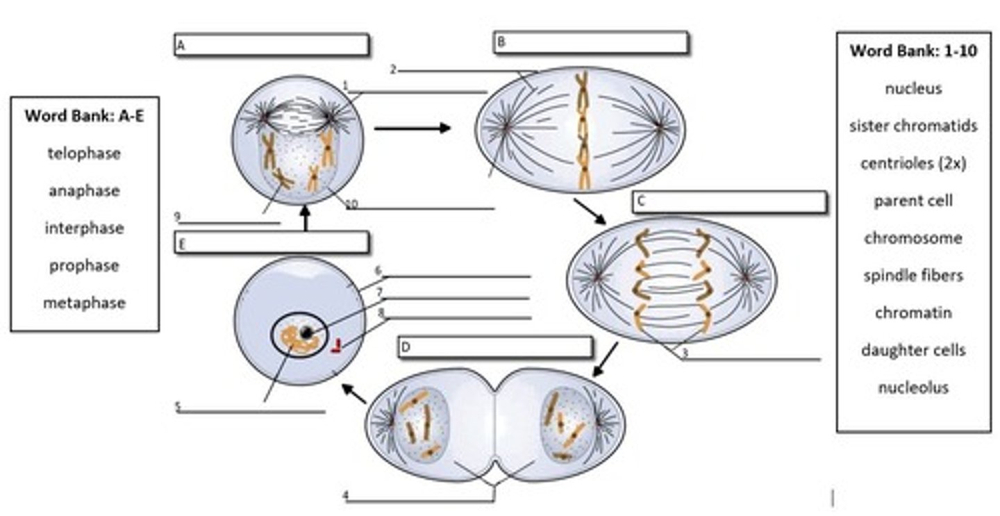 <p>Prophase, metaphase, anaphase, and telophase.</p>
