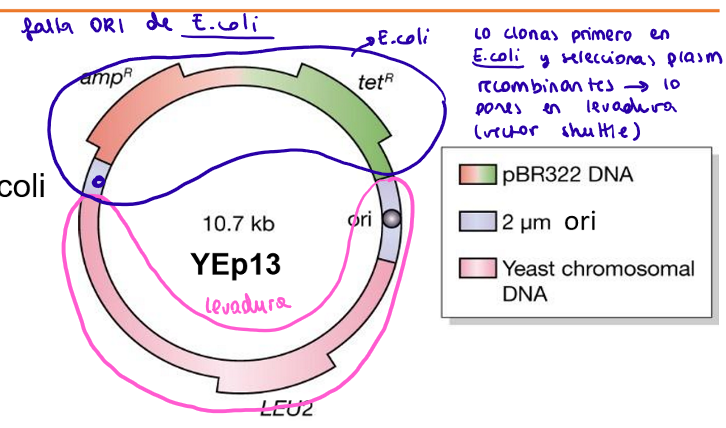 <p>YEP: </p><ul><li><p>Vector shuttle </p><ul><li><p>E. coli: AmpR, TetR (resistencia antibiotico tetraciclina), ORI, MCS</p></li><li><p>Levadura: ORI de 2<span>µm, LEU2 (marcador de selección)</span></p></li></ul></li></ul><p></p>
