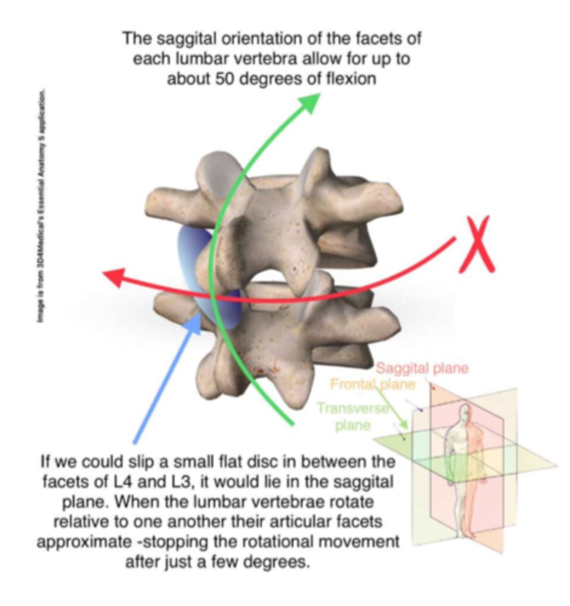 <p>90 degrees to transverse plane, 45 degrees to frontal plane</p><p>inferior facet--&gt; faces lateral, slightly anterior</p><p>superior facet--&gt; faces medial, slightly posterior</p>