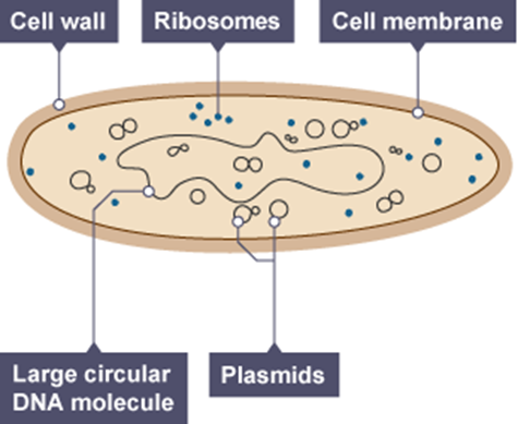 Structure of bacteria and virus