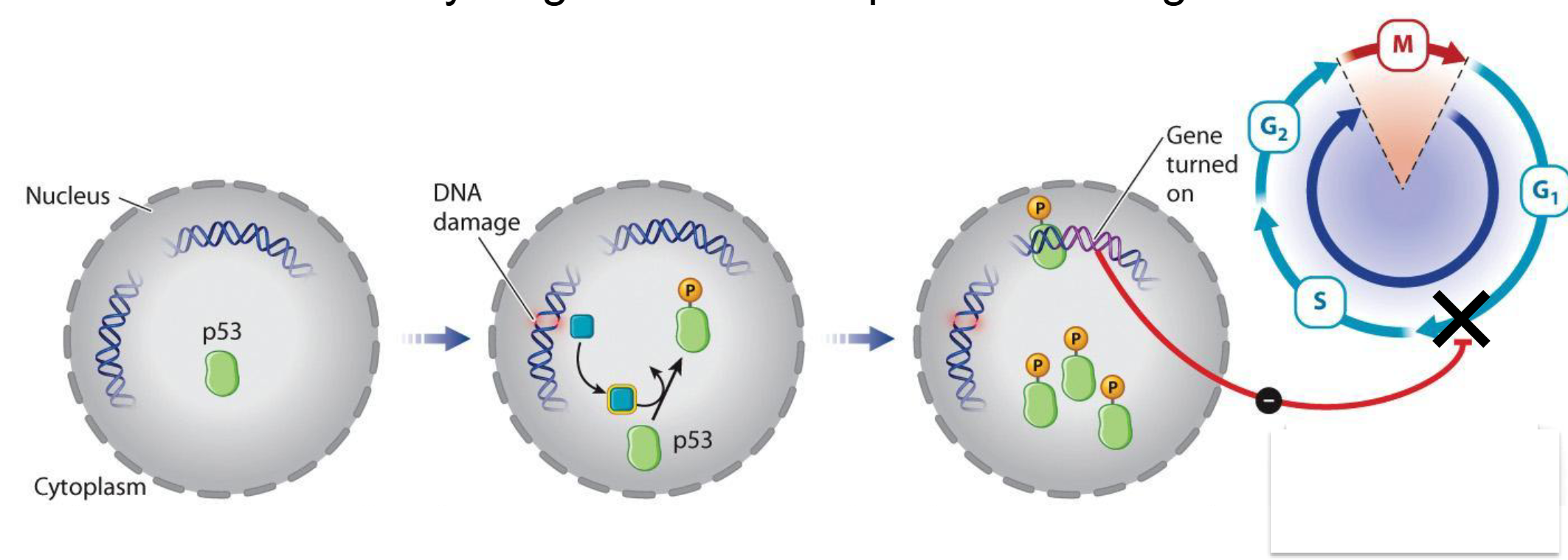 <ul><li><p>When DNA is damaged by radiation, <span><span>a protein kinase is activated that </span><strong><span>phosphorylates</span></strong><span> a protein called p53</span></span></p></li><li><p><span><span>p53 activates the synthesis of</span></span><br><span><span>proteins that block G1/S Cyclin-CDK complex</span></span></p></li><li><p><span><span>p53 arrests the cell at the G 1 /S transition → time to repair DNA</span></span></p></li><li><p><span><span>“Guardian of the genome”</span></span></p></li></ul><p></p>