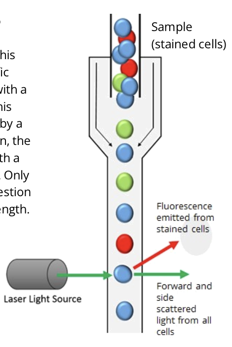 <ul><li><p>flow cytometry is a method of detecting and quantifying different cell types in a mixed cell suspension</p></li></ul><p></p><ul><li><p>a narrow stream of cells in single file is passed through a laser light source</p></li><li><p>the way laser light is scattered is unique to each cell type; this can be detected and analyzed'</p></li><li><p>measuring FSC allows for the discrimination of cells by size</p></li><li><p>FSC intensity is proportional to the diameter of the cell</p></li><li><p>SSC provides information about the internal complexity (ie. granularity) of a cell</p></li><li><p>for example, granules and the nucleus increase the side scatter of the laser in a flow cytometer</p></li><li><p>when measured in conjunction, FSC and SSC allow for the detection of specific cells and cellular components within a heterogeneous population</p></li><li><p>flow cytometry can also be used to determine the proportion of cells expressing a particular antigen</p></li><li><p>in this case, cells are labelled with a specific antibody</p></li><li><p>the antibody is coupled with a fluorescent marker. this marker can be excited by a light of a specific wavelength </p></li><li><p>in turn, the fluorescent marker emits a light with a characteristic different wavelength</p></li><li><p>only cells expressing this antibody in question will emit light of this specific wavelength </p></li></ul><p></p>