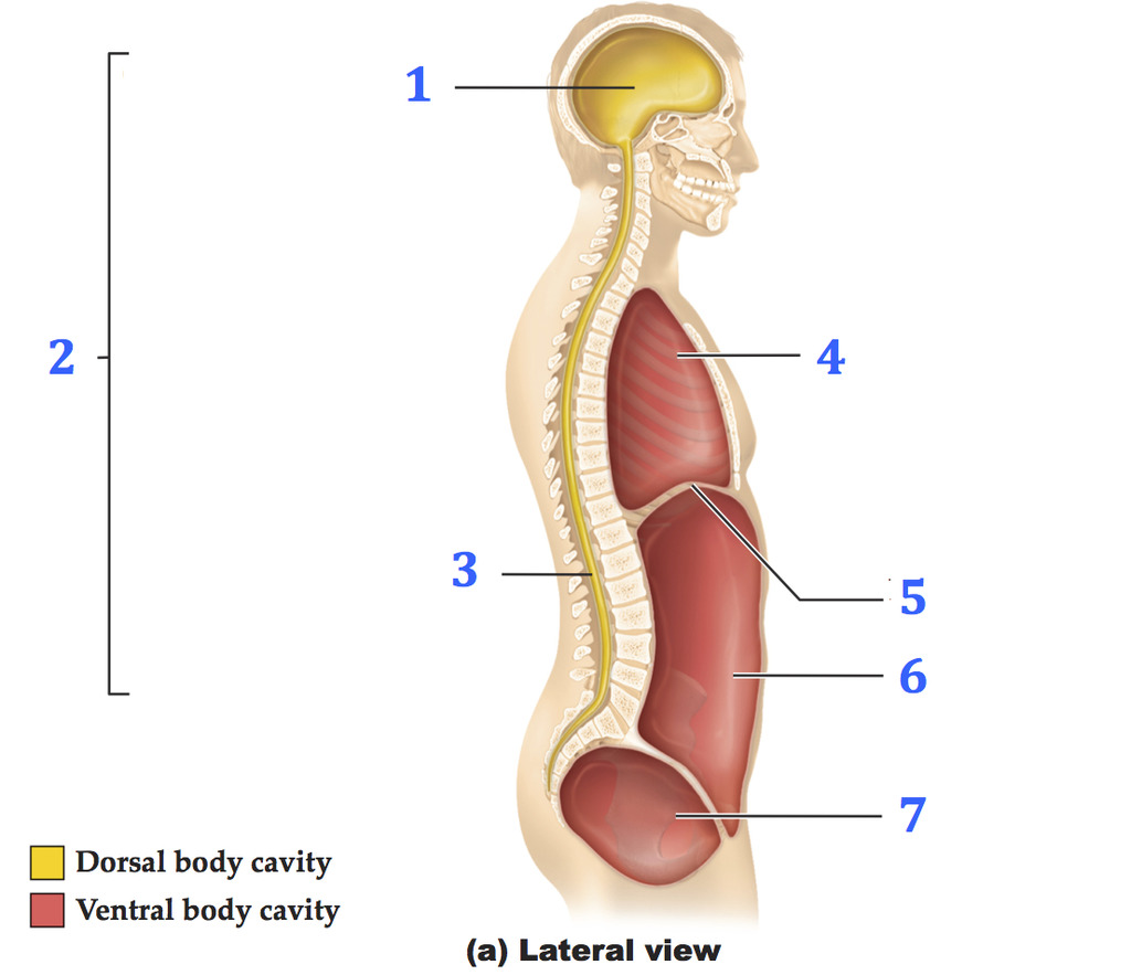 <p>Body Cavities: What is #1</p>
