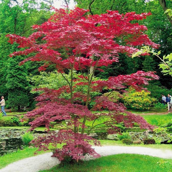 <p>Japanese Maple - <em>Acer palmatum</em></p>