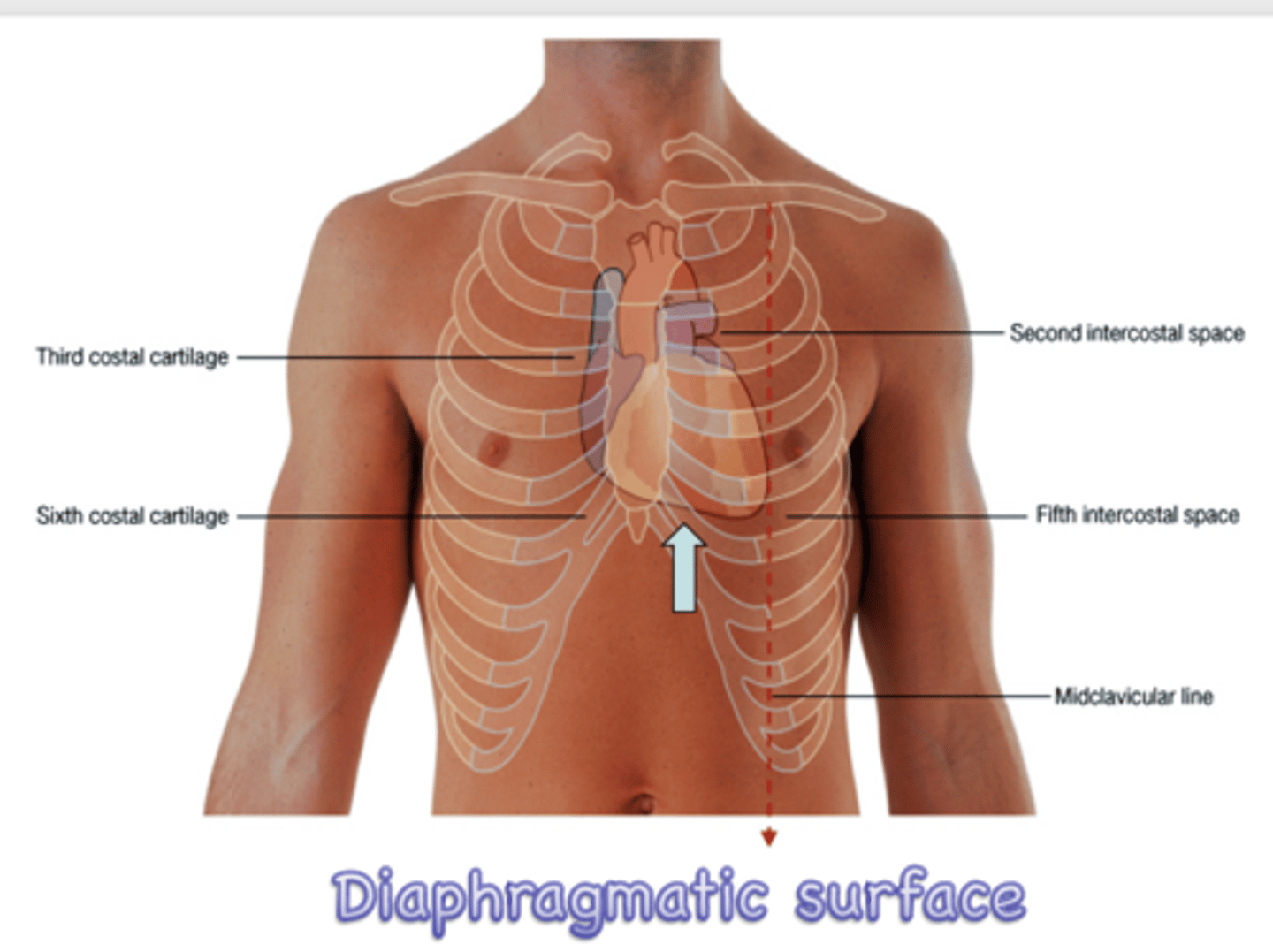 <p>where is the heart located?</p>