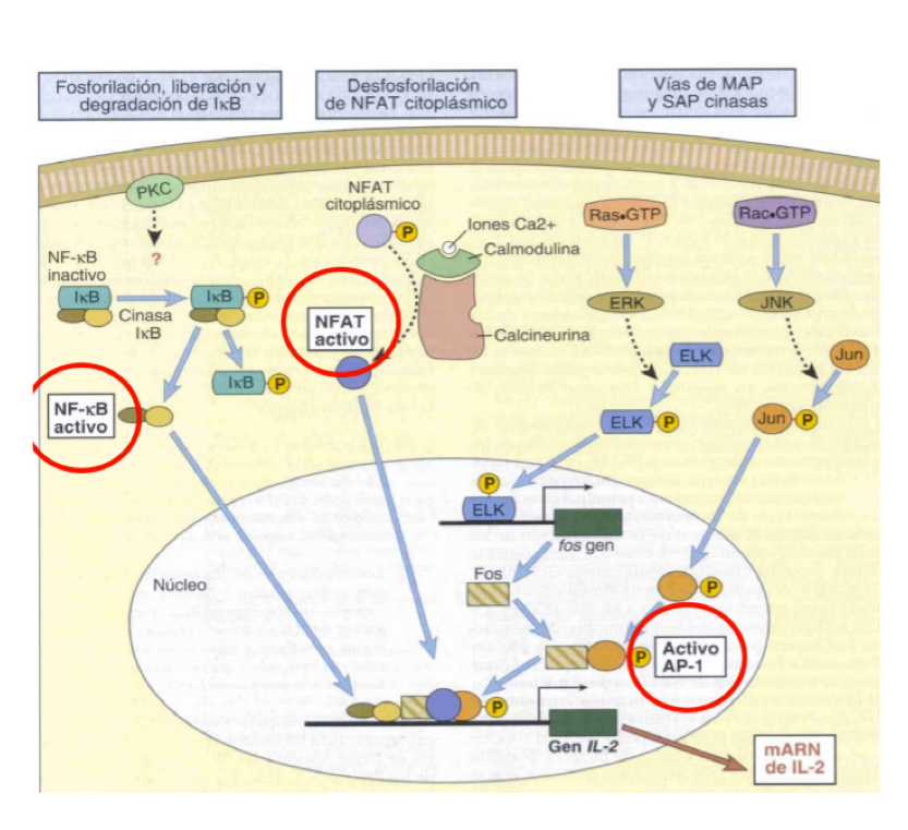 <p>NF-KappaB and I-KappaB are found forming a complex which is inactive. I-kappaB becomes phosphorylated and separates from NFkappa-B which is activated when free and translocates to the nucleus to trigger transcription- essential for cytokine synthesis.</p>