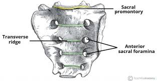<p>Anterior sacral foramina (ventral rami) and posterior sacral foramina (dorsal rami) for exiting nerves.</p>