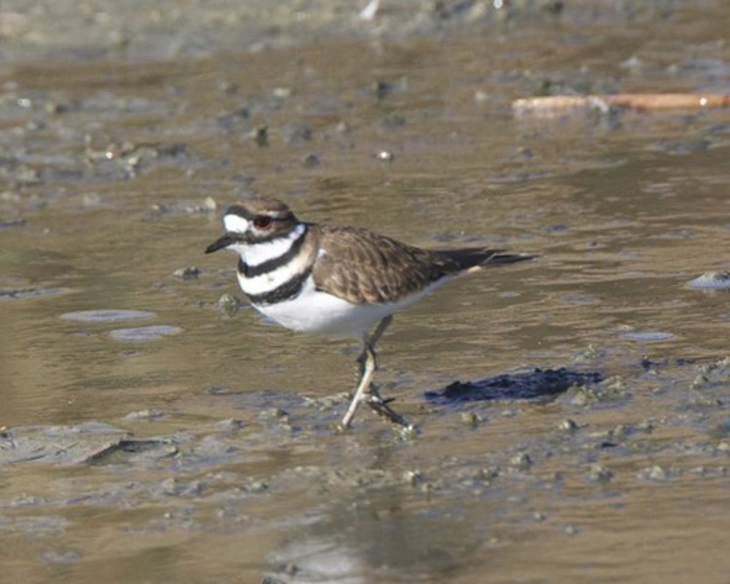 <p>Charadriiformes</p>