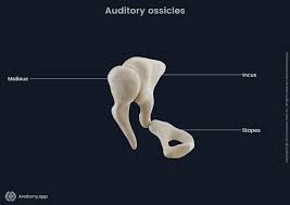 What are the 3 bones of the ossicular chain?