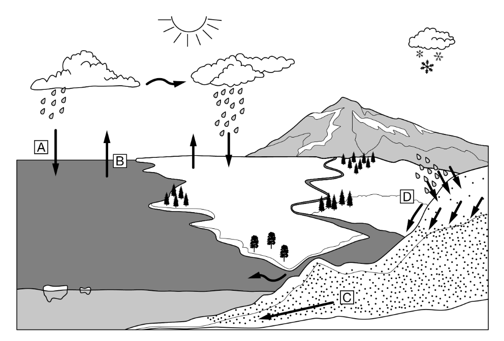 <p>Which letter correctly identifies a process of the hydrologic cycle in which the phase of water is changed from a liquid to a gas?</p><p><strong>A</strong></p><p class="choice_paragraph">A</p><p><strong>B</strong></p><p class="choice_paragraph">B</p><p><strong>C</strong></p><p class="choice_paragraph">C</p><p><strong>D</strong></p><p class="choice_paragraph">D</p>