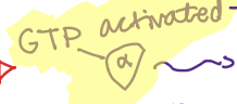 <ul><li><p>turns on a signal process</p></li><li><p>Left go of GDP and binds to GTP which activates it</p></li><li><p>Transducing effect of hormone (1 hormone) —→ binding that allows activation of intracellular enzymes</p></li></ul><p></p>