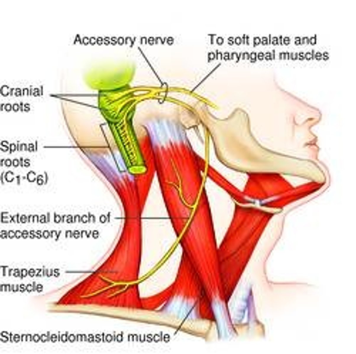 <p>- Accessory</p><p>- Sensory Function: NONE</p><p>- Motor Function: Neck Muscles</p>