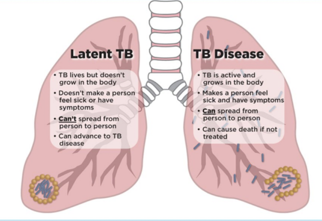 <p>Caused by Mycobacterium tuberculosis (has characteristics of both Gram-positive and Gram- negative bacteria) </p><p> • Transmission occurs through the air a person with active TB (“TB disease”) coughs, speaks, sneezes </p><p>• Latent TB infection (no symptoms, not contagious) </p><p>• Active TB</p>