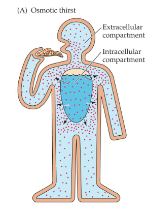<p>Volume of extracellular fluid is slightly decreased due to obligatory losses</p><p>Concentration of salt in the extracellular fluid increases</p><p>Results in water being drawn out of the cells</p><p>Detected by osmosensory neurons</p>