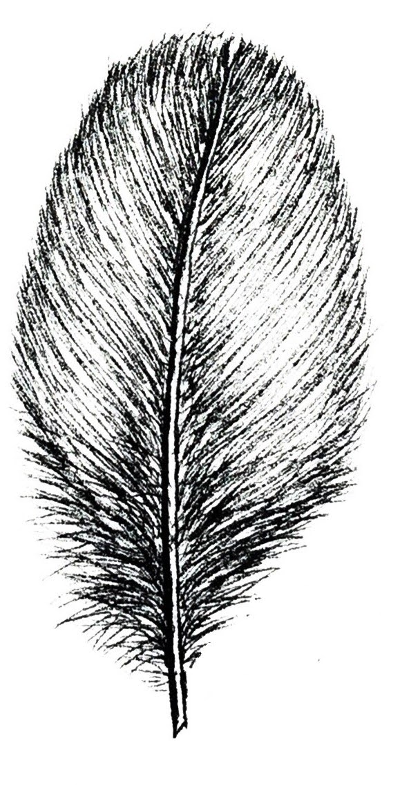 <p>what feather is this?</p>