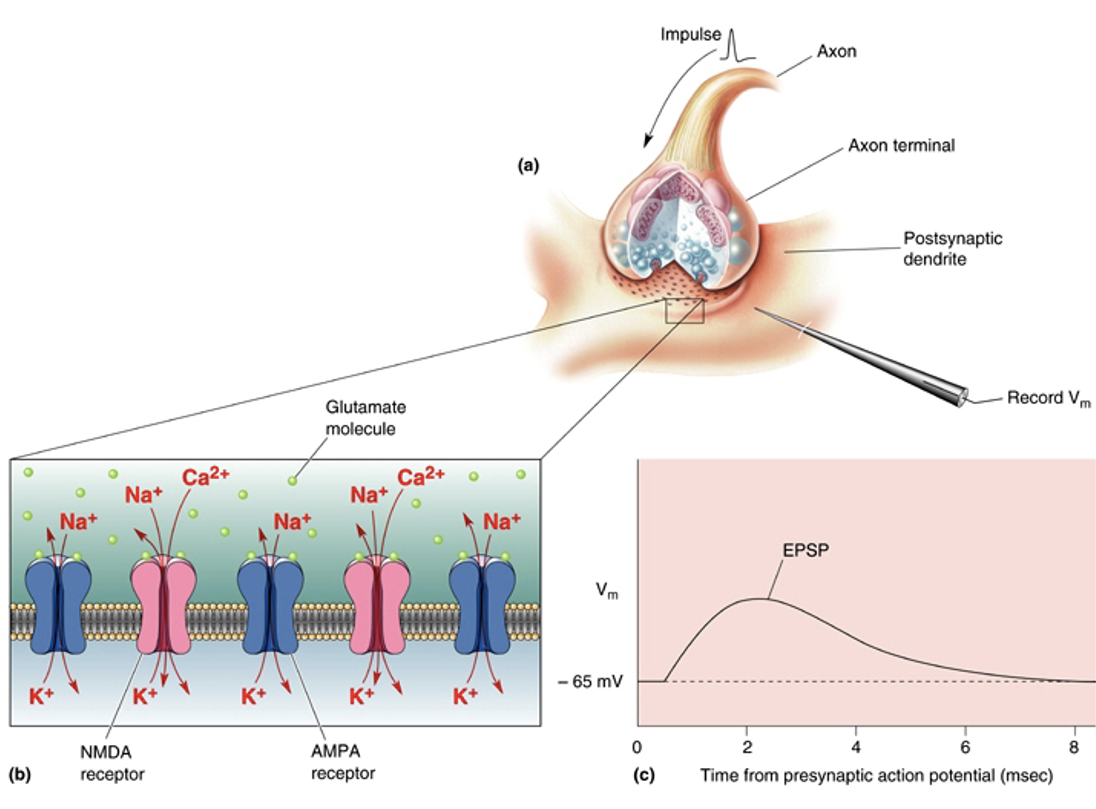 <p>Mediate fast excitatory transmission. Glutamate binding to AMPA receptors triggers Na+ + K+ currents = an EPSP. (*blue on diagram attached*) </p>