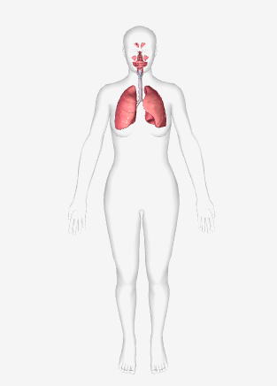 <p>Key structures- Nasal Cavity, Trachea, lungs, and the bronchus</p><p>Functions- Assists with gas exchange with the external environment; Keep blood supplied with oxygen and removes carbon dioxide.</p>