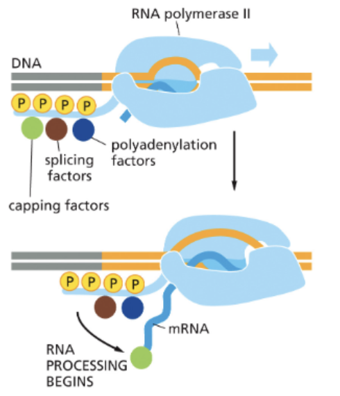 <p>3 RNA PROCESSING STEPS:</p><ol><li><p>CAPPING</p></li><li><p>SPLICING</p></li><li><p>POLYADENYLATION</p></li></ol><ul><li><p>RNA PROCESSING FACTORS ASSEMBLE ON THE PHOSPHORYLATED TAIL OF RNAP11</p></li><li><p>RNA PROCESSING IS CO-TRANSCRIPTIONAL</p></li></ul><p></p>
