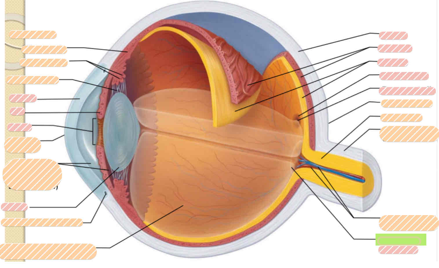 <p>Internal eye anatomy</p>