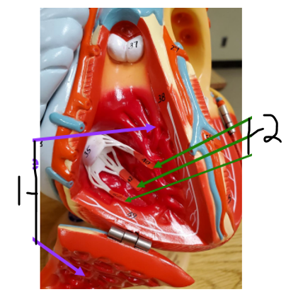 <p>Name structure 2</p>