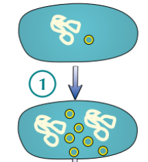 <ul><li><p>Circular DNA + plasmid(s) <strong>replicate</strong></p></li><li><p>Main <strong>DNA loop</strong> is replicated<strong> once</strong>, but <strong>plasmids</strong> can be replicated<strong> many times</strong></p></li></ul><p></p>