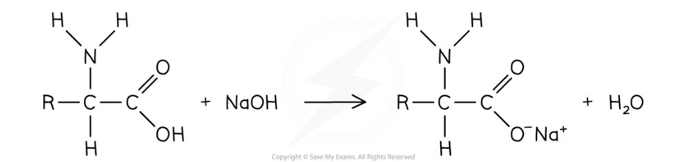 <ul><li><p>Amino acid reacts with aq alkali to form salt and water </p></li><li><p>eg. general amino acid reacts with soidum hydroxide to form a sodium salt</p></li></ul><p></p>