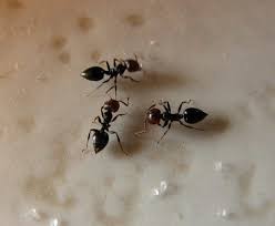 <ol><li><p>Peduncle located between thorax and abdomen — first (or first and second) abdominal segments separate from rest of abdomen</p></li><li><p>Elbowed antennae</p></li><li><p>Wingless workers; winged swarmers (reproductives)</p></li></ol><p></p>
