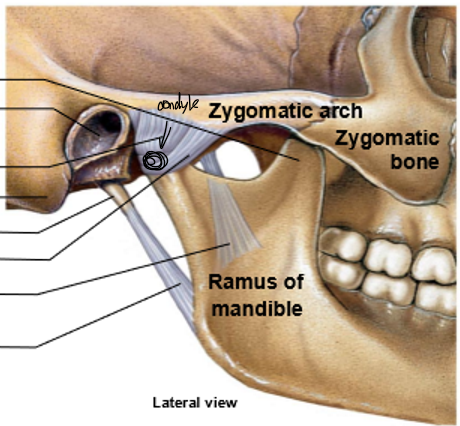 <p>Top to bottom</p>