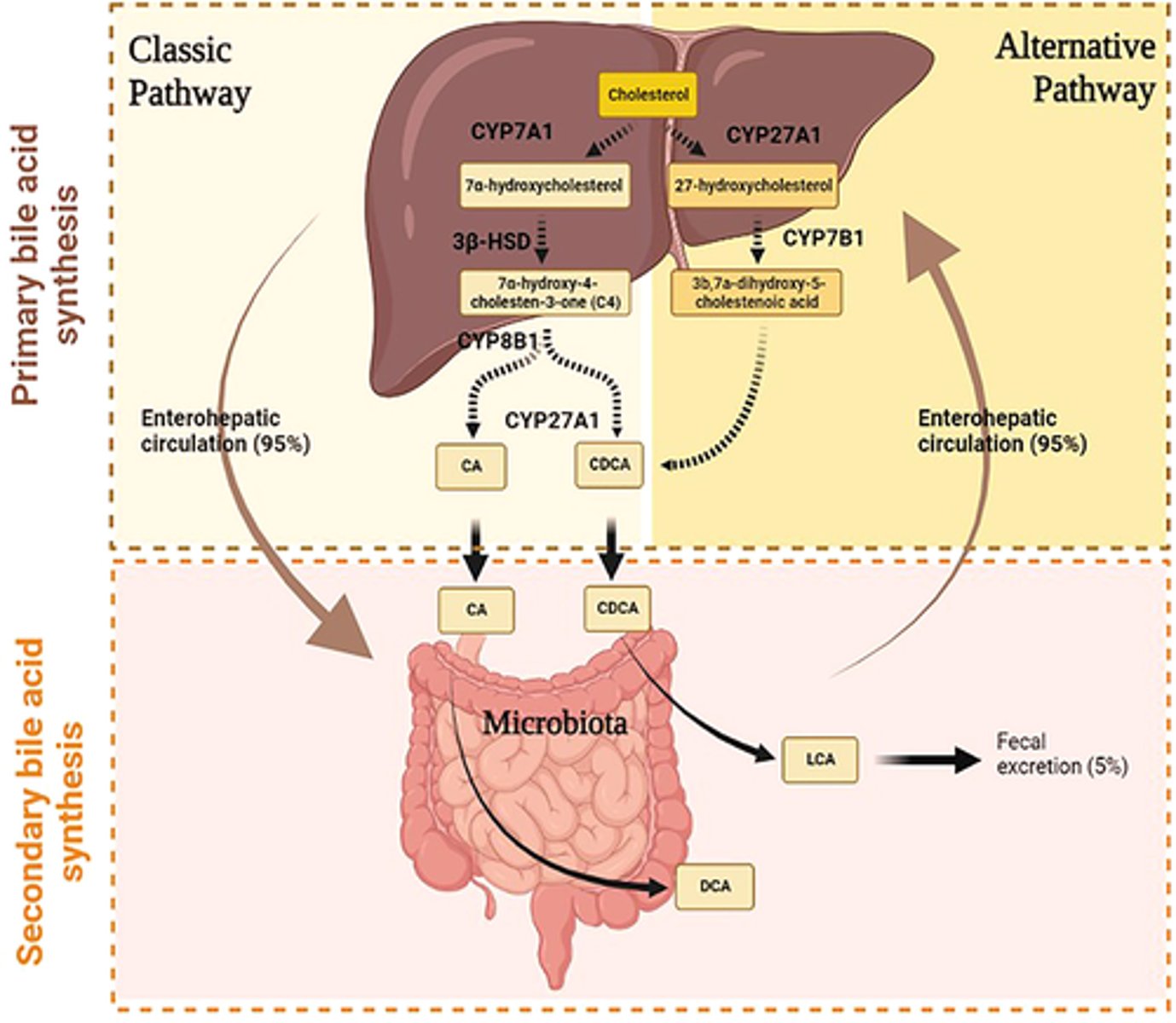 <p>The remaining 10% of bile acids are synthesized de novo (newly) in the liver to replace those lost in feces.</p>