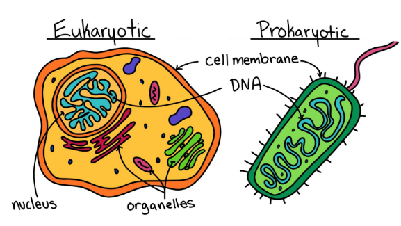 <ul><li><p><strong>prokaryotic DNA</strong> is found in the cytoplasm, lacks nucleus and histone proteins and is circular in shape. <strong>SINGLE-CELLED ORGANISMS</strong></p></li><li><p>eukaryotic DNA found in nucleus, bound to histone proteins and is linear in shape. <strong>GENERALLY MULTI-CELLULAR ORGANISMS</strong></p></li></ul>