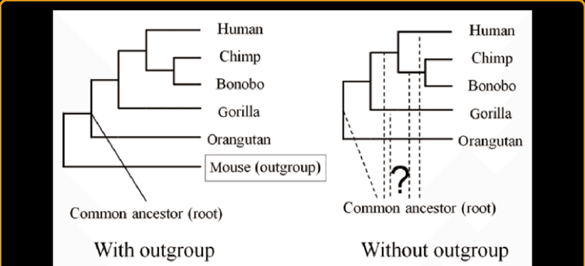 <p><span><span>an outgroup is a more distantly related group of organisms that serves as a reference group when determining the evolutionary relationships of the ingroup</span></span></p>