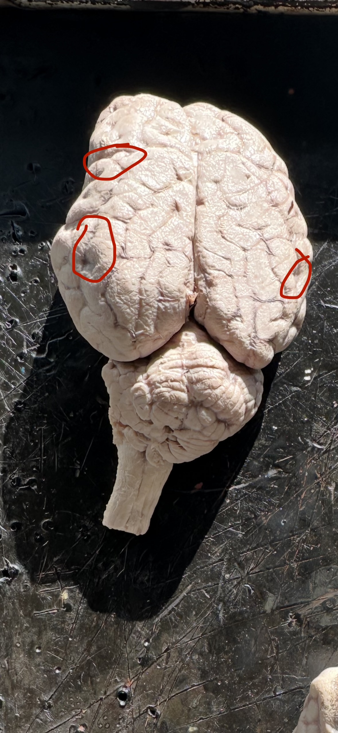 knowt flashcard image