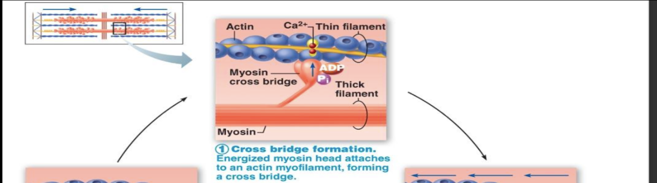 <ul><li><p>post-actin sites being exposed for myosin to attach </p></li><li><p>energized myosin head attaches to an actin myofilament, forming a cross bridge&nbsp;</p></li></ul><p></p>