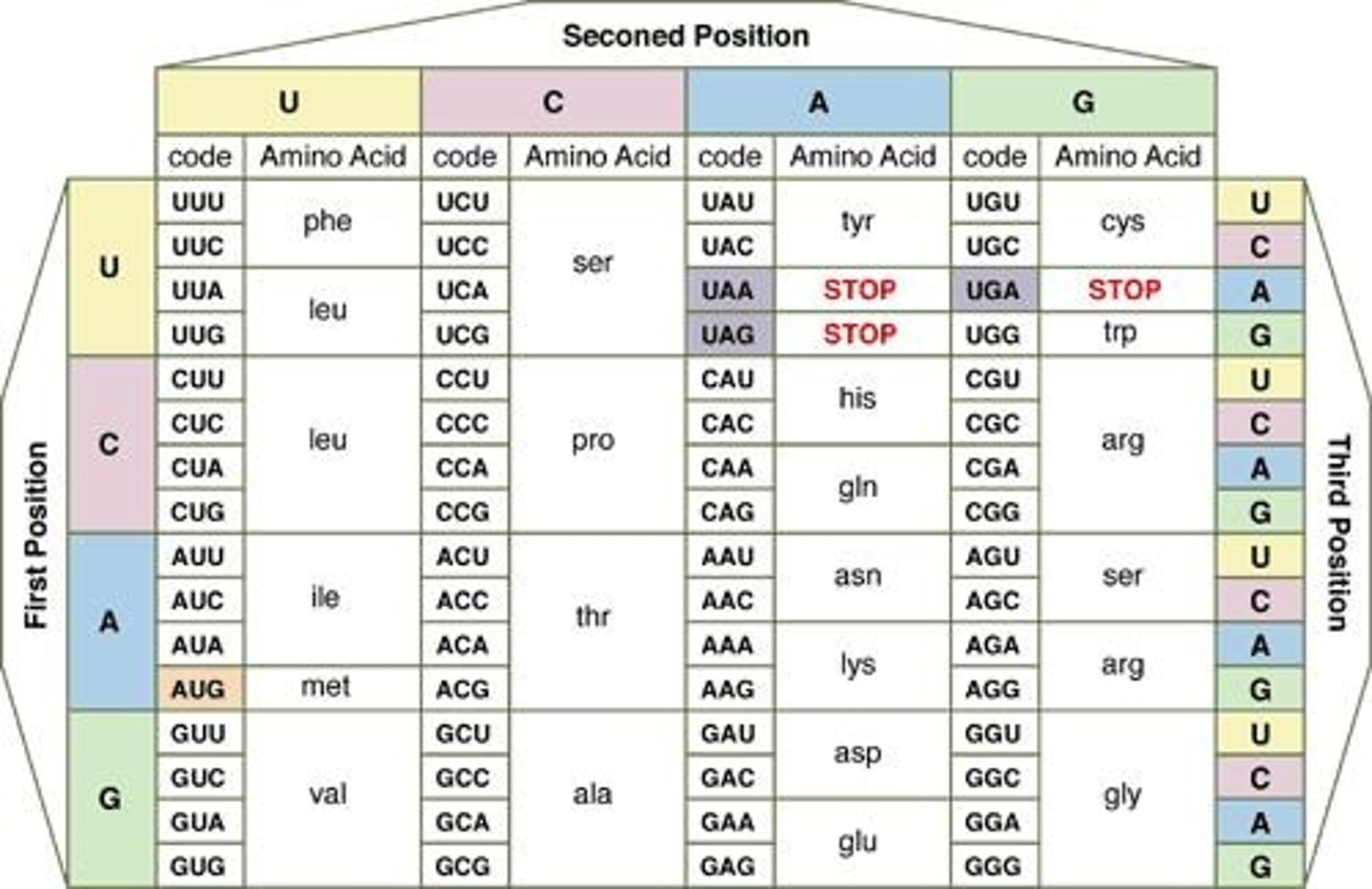 <p>The same codons specify the same amino acids across all living organisms, indicating a common evolutionary origin.</p>