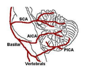 <p><span><span>Superior cerebellar artery (SCA), Anterior inferior cerebellar artery (AICA) → Branches of the basilar artery</span></span></p><p><span><span>Posterior inferior cerebellar artery (PICA) → Branch of the vertebral artery</span></span><br></p>