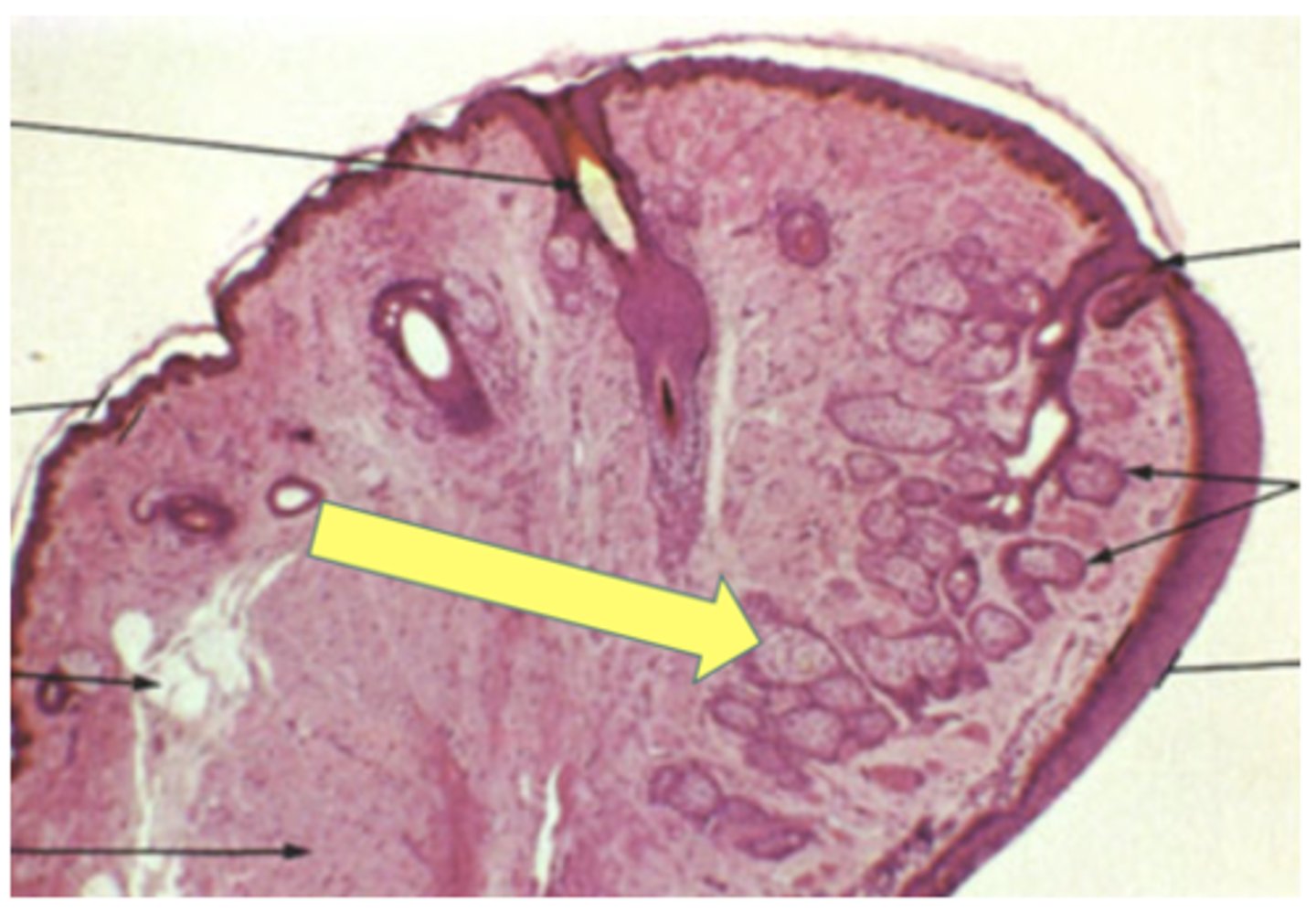 <p>Identify the structure</p>