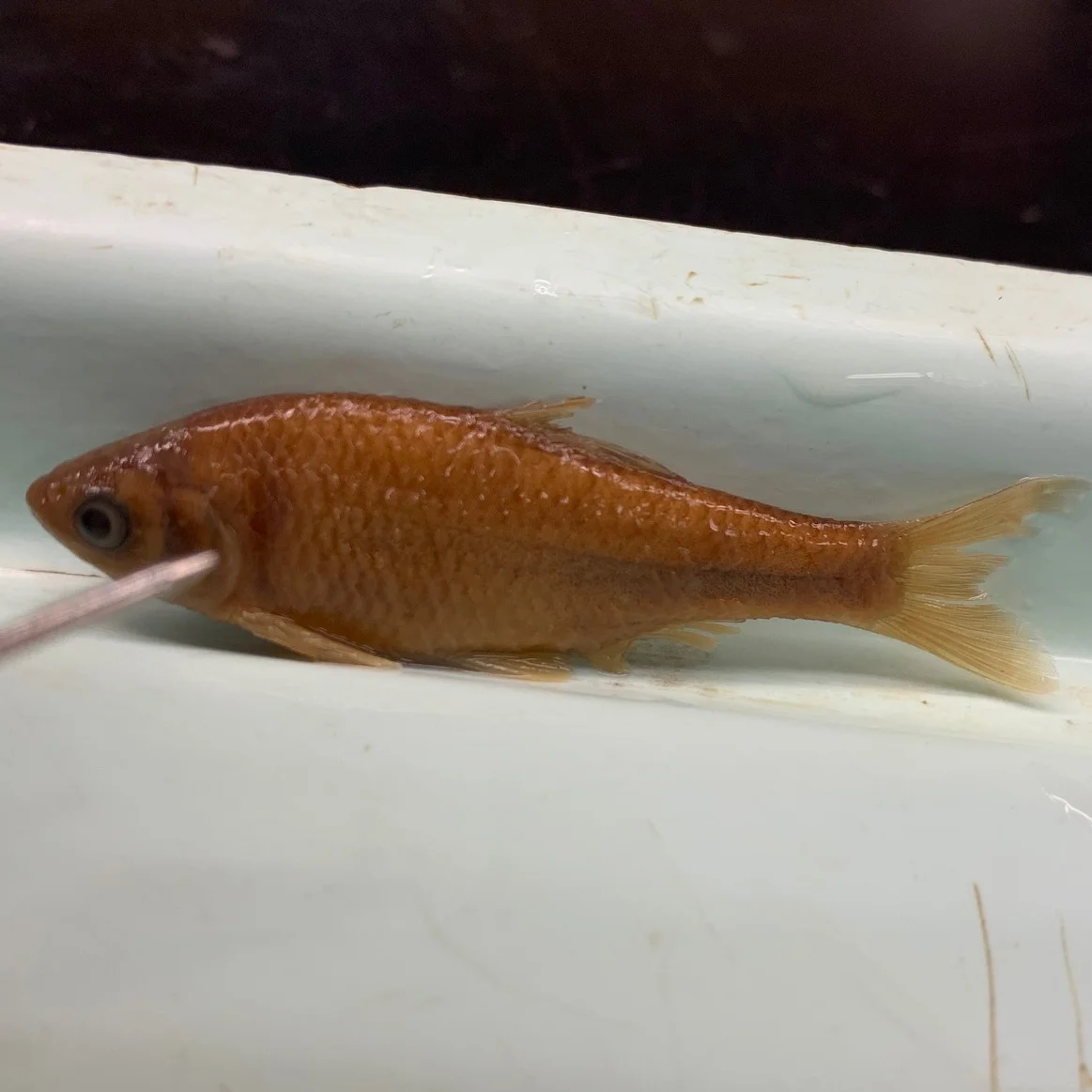 <p>What fish is this?</p>