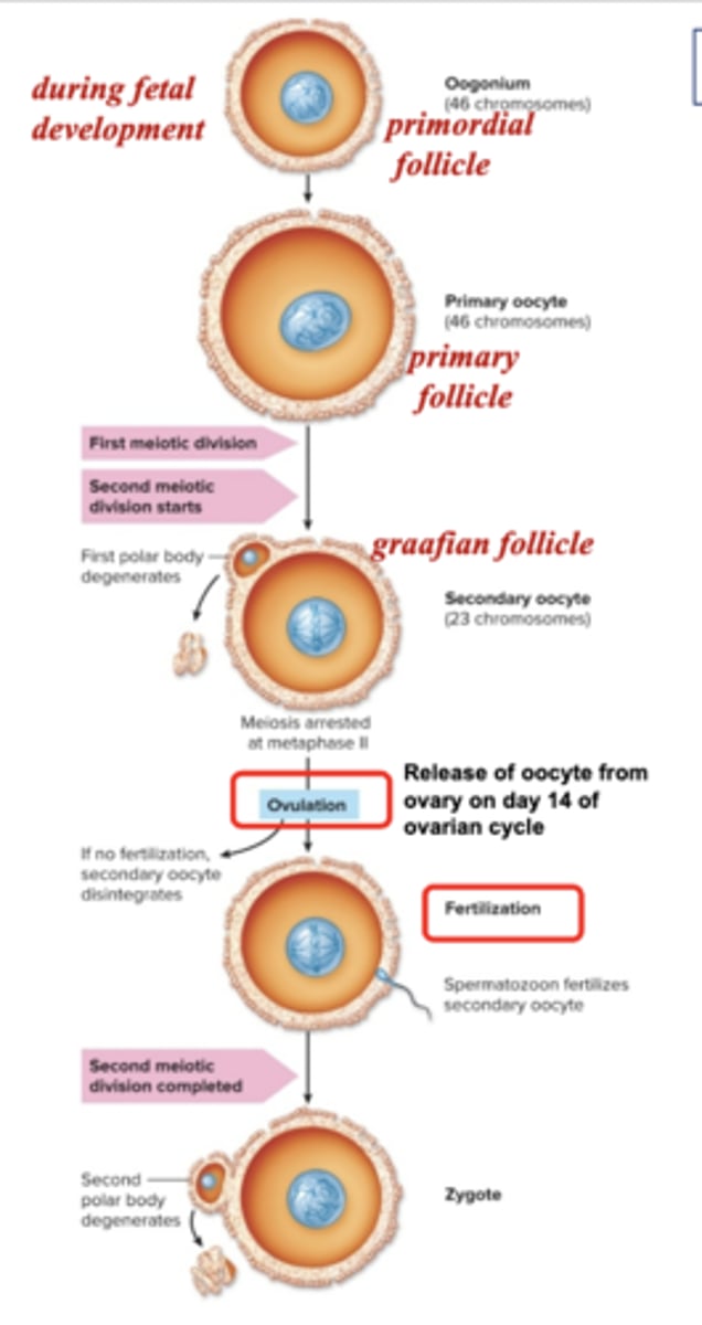 <p>1. Oogonia (2n) are surrounded by granulosa cells, which secretes hormones</p><p>- This hollow sphere is called a primordial follicle</p><p>2. Most oogonia die and the rest begin the first meiotic division at 7 months gestation, and are called primary oocytes (2n), contained in primary follicles</p><p>- 2 million at birth to 400,000 at puberty</p><p>- Around 400 are ovulated and the rest die</p><p>3. The first meiotic division finishes as the follicle develops, resulting in a secondary oocyte (n), which gets all of the cytoplasm, and a polar body</p><p>- This oocyte is in a mature or graafian follicle, which contains a fluid-filled cavity called an antrum</p><p>4. The second meiotic division starts and is arrested, to be completed upon fertilization</p><p>5. One graafian follicle develops and is ovulated each month </p>