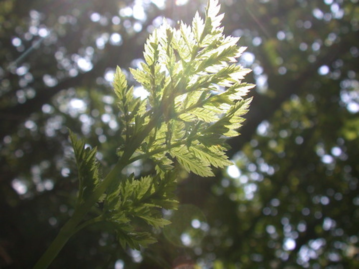 <p>An organism that makes its own food</p>